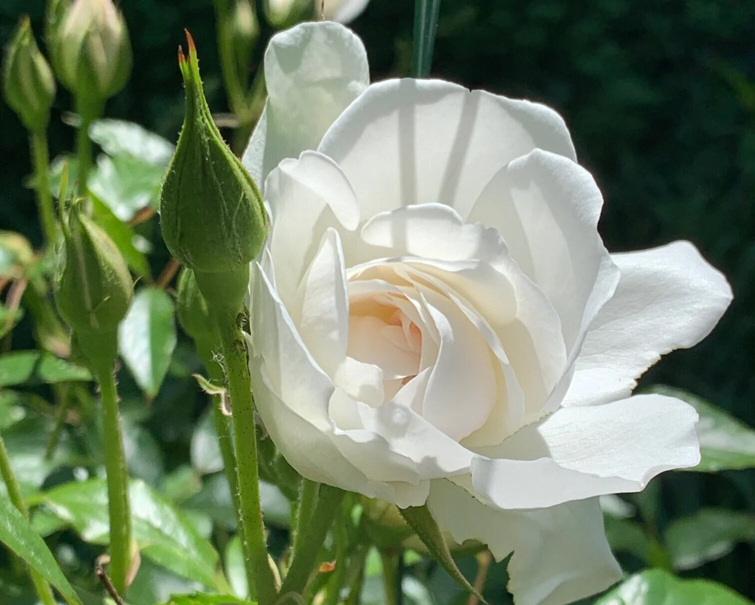 Celebrating the rose, Queen of flowers — Goldsborough Hall